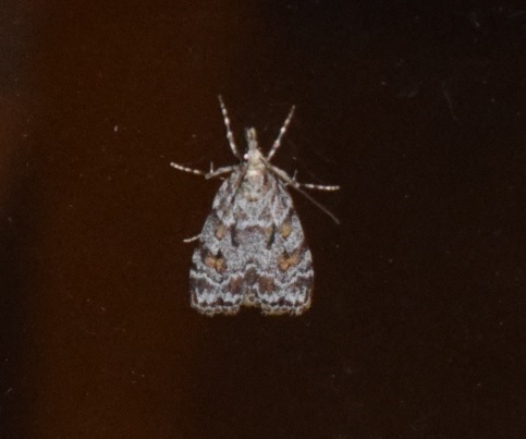 Scoparia pyralella (Crambidae)?